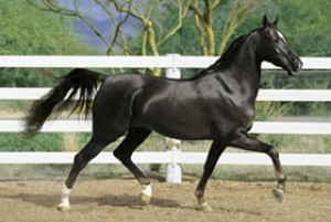 Obrazek