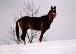 Obrazek