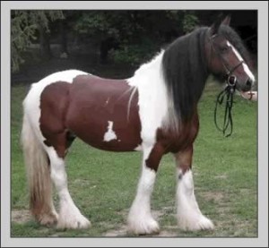 Obrazek