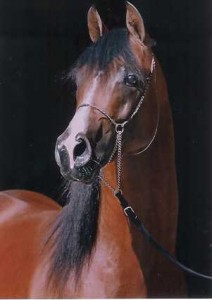 Obrazek