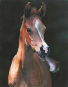 Obrazek