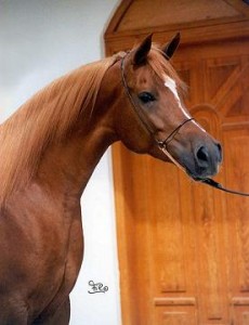 Obrazek