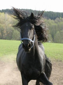 Obrazek