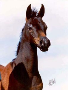 Obrazek
