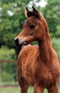 Obrazek