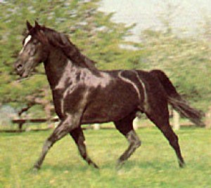 Obrazek
