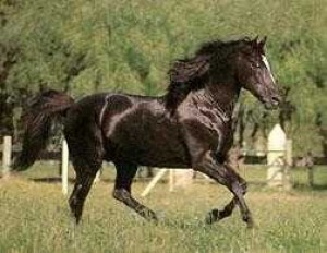Obrazek