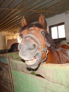 Obrazek