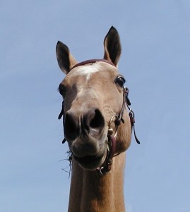 Obrazek