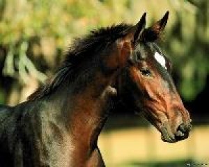 Obrazek