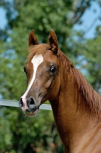 Obrazek