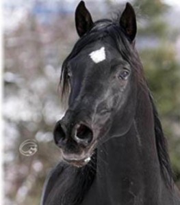 Obrazek