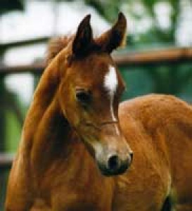Obrazek