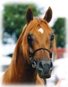 Obrazek