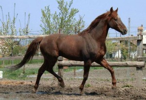 Obrazek