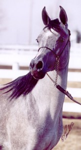 Obrazek