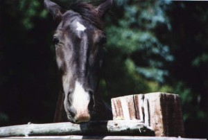Obrazek